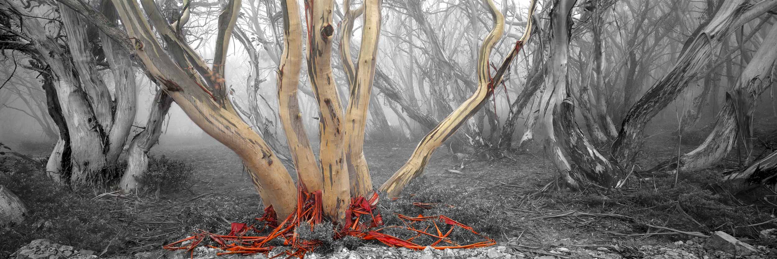 Snowy River Gums by Ken Duncan